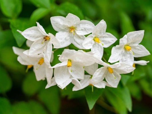 15 Most Beautiful Types of Jasmine Flowers