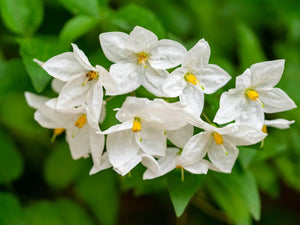 15 Most Beautiful Types of Jasmine Flowers