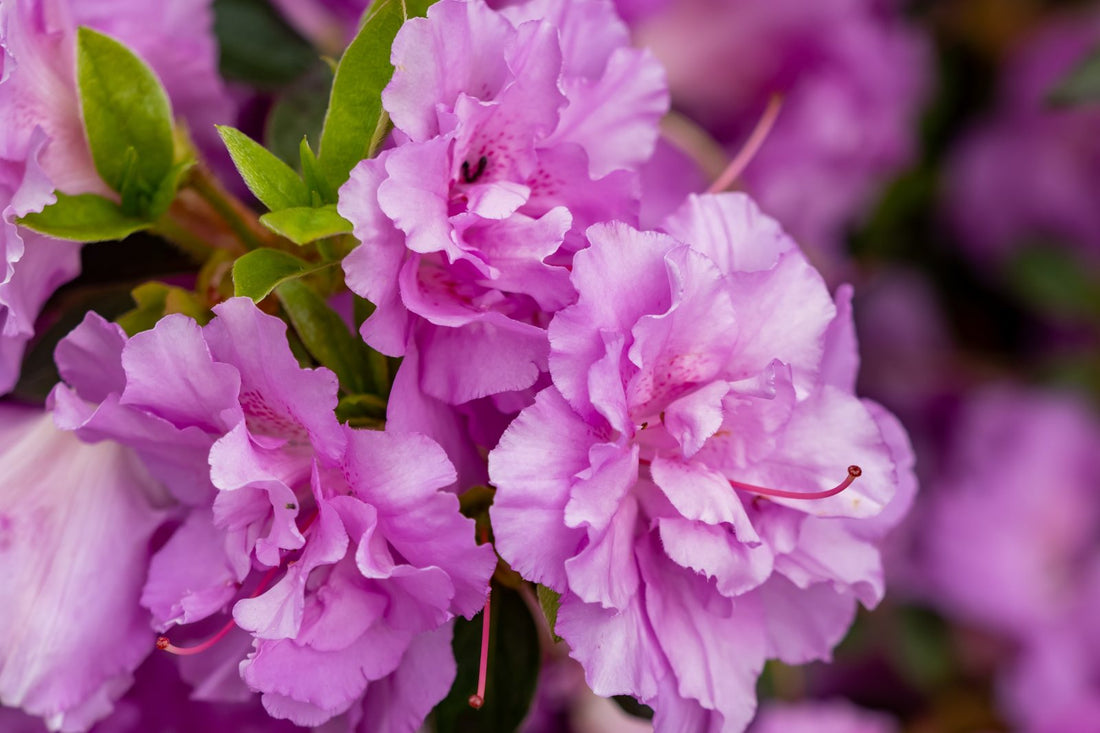 17 Beautiful Purple Flowers And Their Meaning