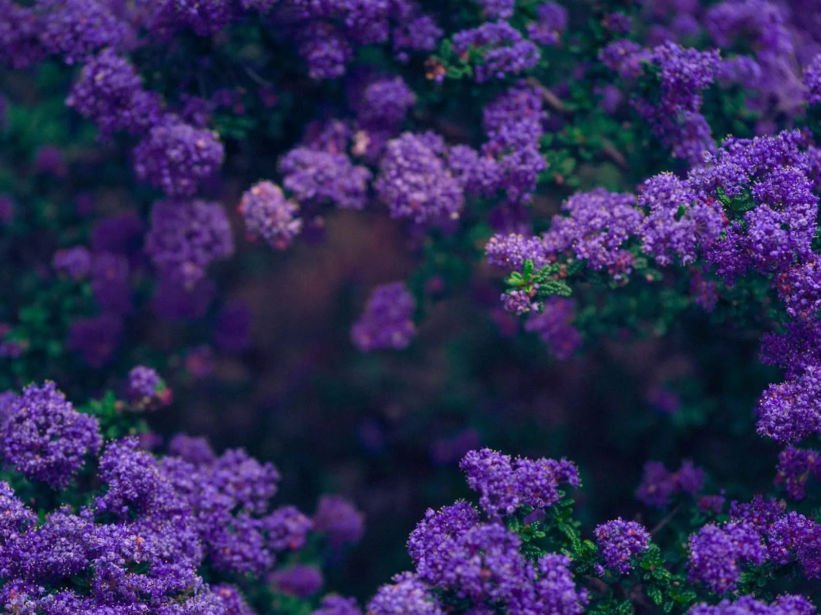21 Beautiful Drought-Resistant Flowers
