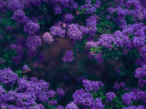 21 Beautiful Drought-Resistant Flowers