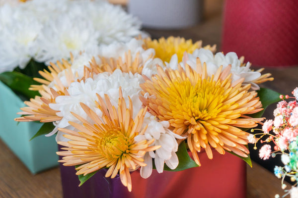 21 Beautiful Types Of Chrysanthemum You’ll Want To Discover