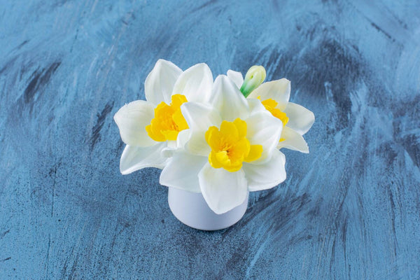 21 Stunning Flowers That Look Like Daffodils You’ll Love