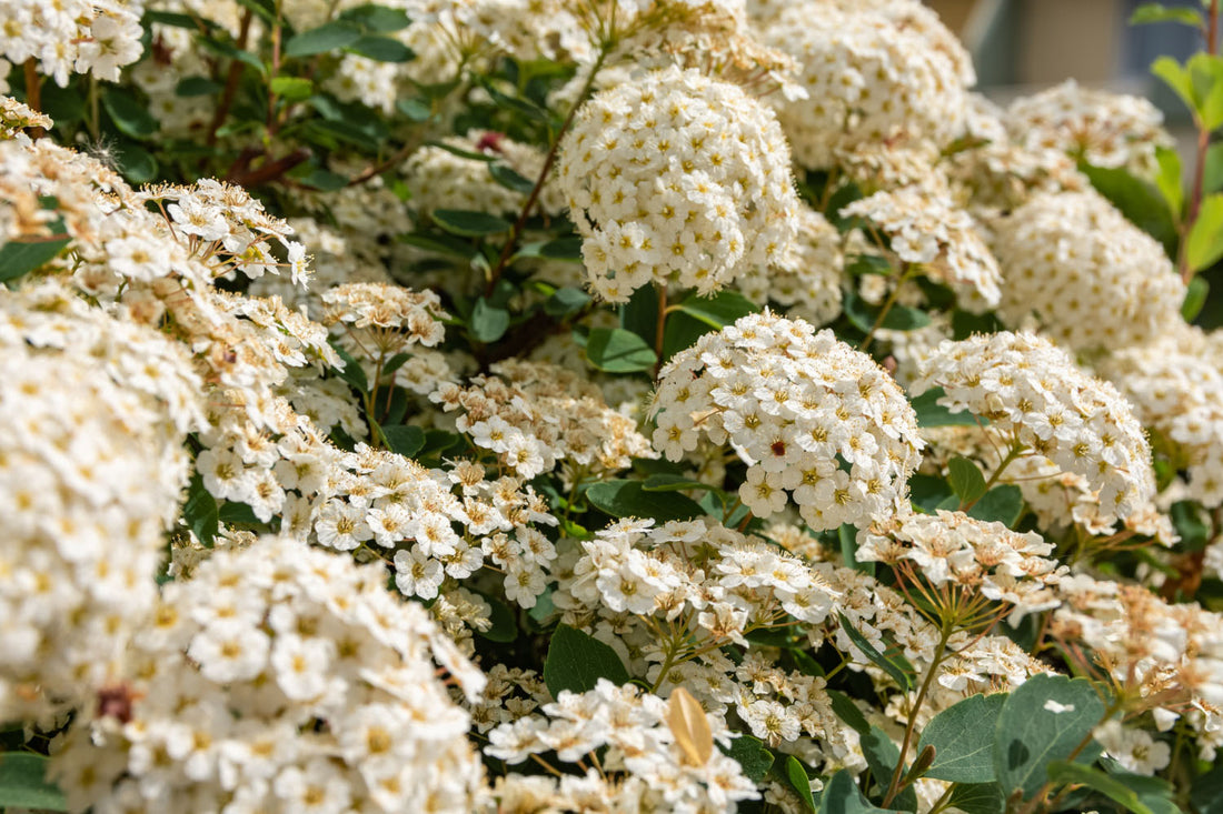 25 Gorgeous Flowers That Look Like Hydrangeas (But Aren’t)