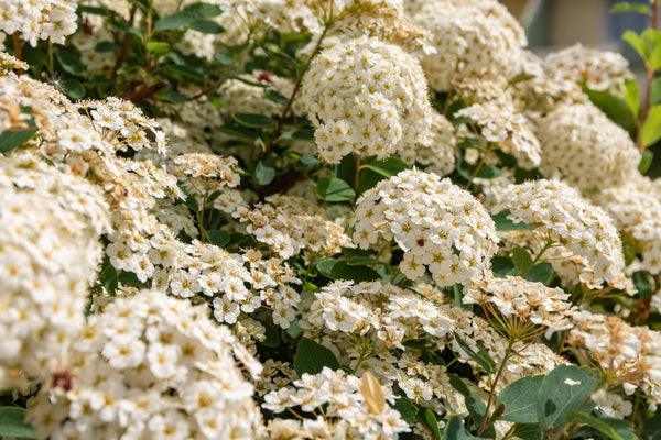 25种看起来像绣球花的美丽花朵（但实际上不是）