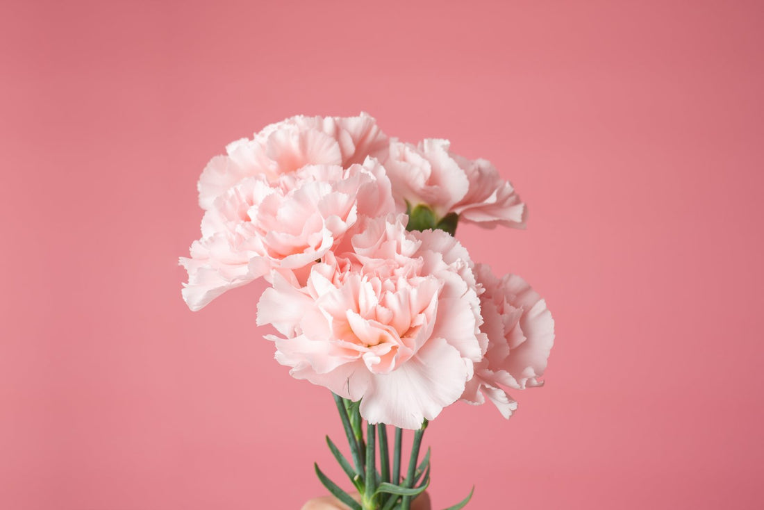 27 Flowers That Look Like Carnations – Stunning Alternatives