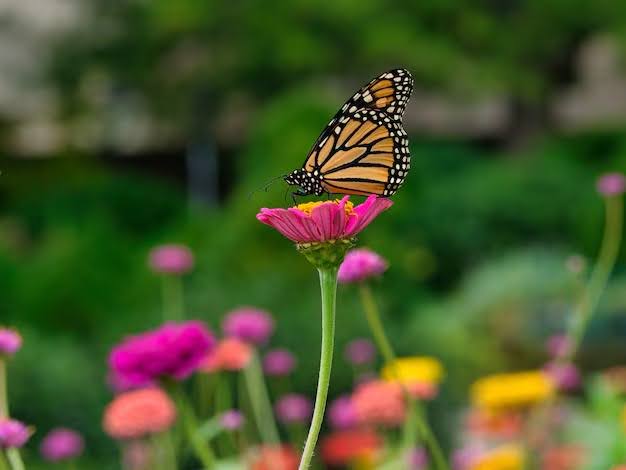 31 Beautiful Flowers That Attract Butterflies To Your Garden