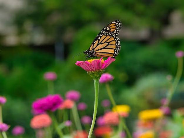 31 Flowers That Attract Butterflies (Tropical Garden Guide)