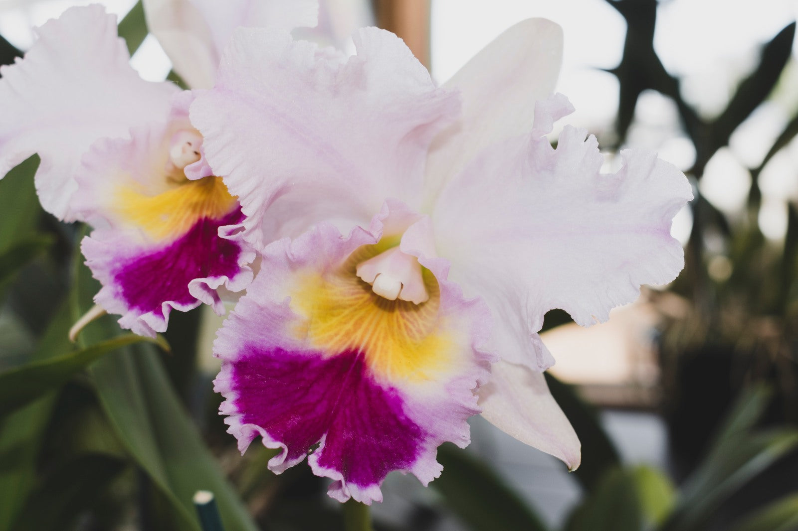 31 Flowers That Look Like Orchids: Discover Their Beauty