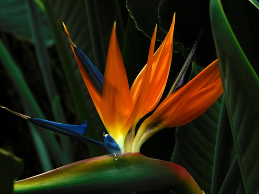 3 Flowers That Look Like A Bird Of Paradise