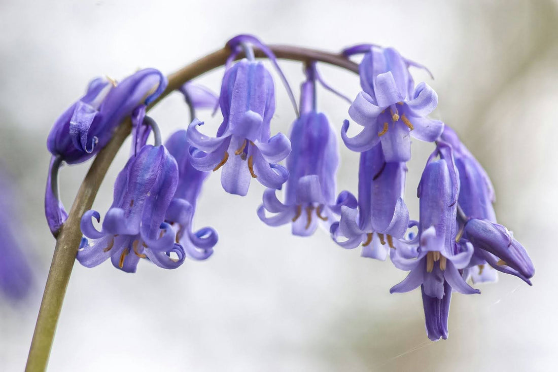 3 Types Of Bluebell Flowers Perfect For Every Bouquet