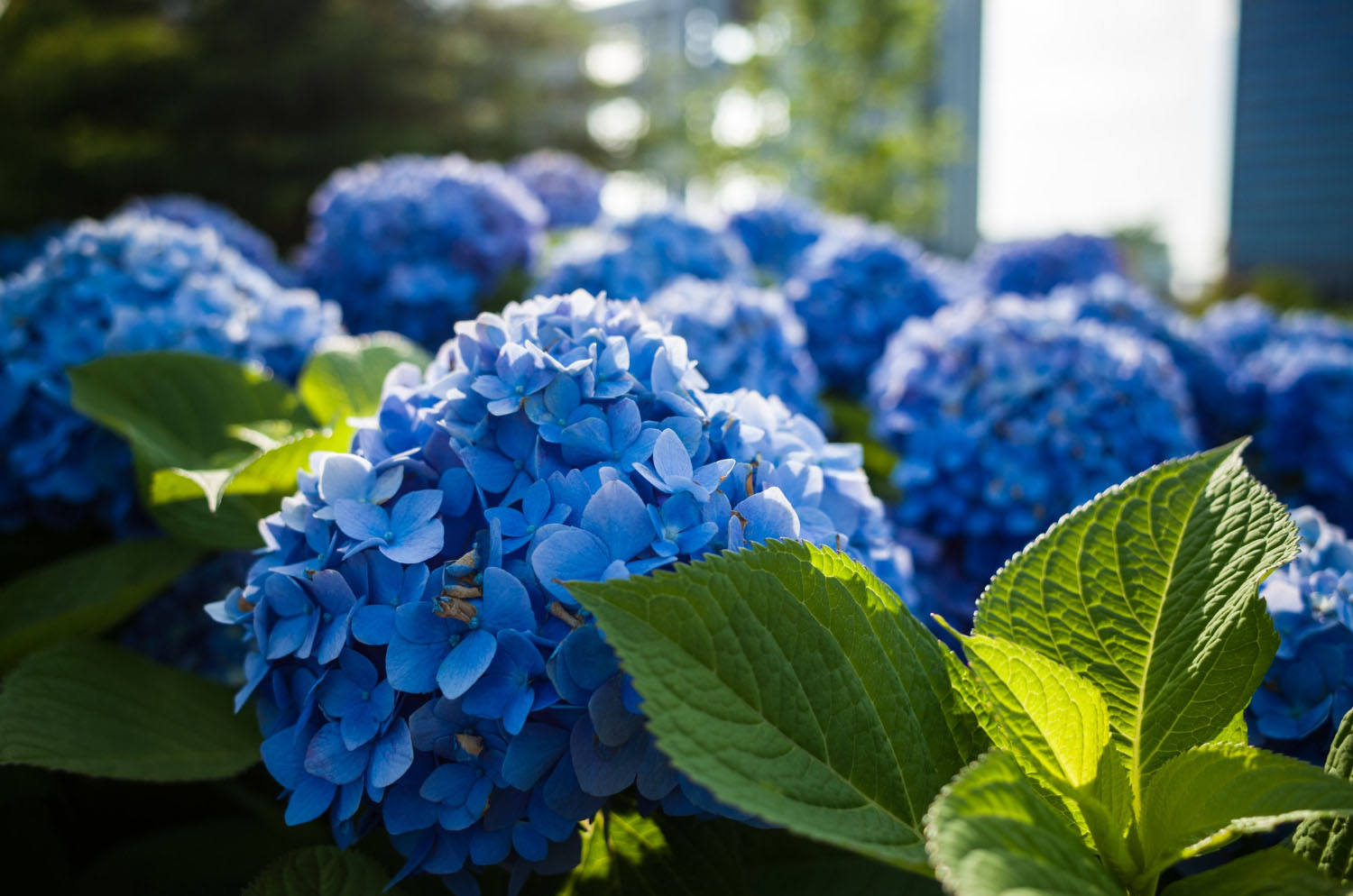 43 Interesting Fun Facts About Hydrangeas You Never Knew