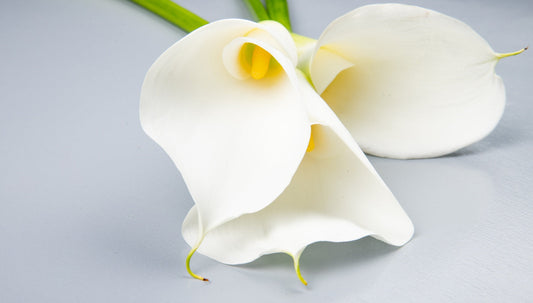 4 Stunning Flowers That Look Like Calla Lilies