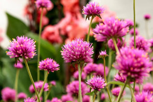 4 Tips On How To Care For Gomphrena