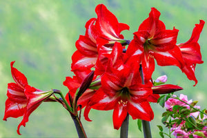 5 Different Types Of Amaryllis Flowers