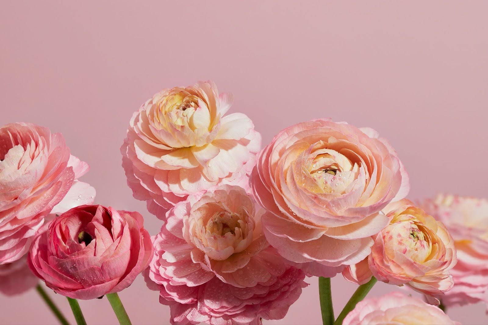 7 Different Types of Ranunculus Flowers