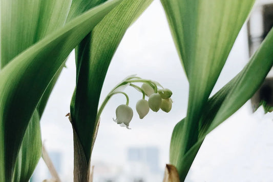 5 Flowers That Look Like Lily Of The Valley