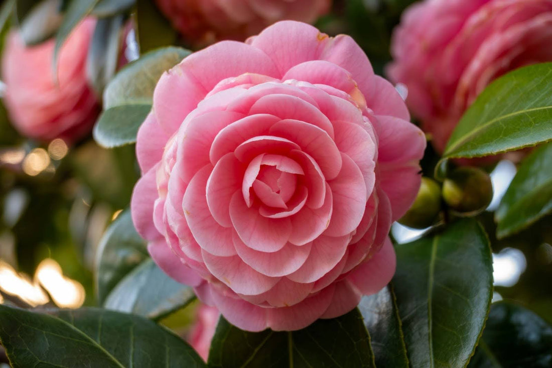 5 Pro Tips To Camellia Flower Care For Longer Lasting Bouquets