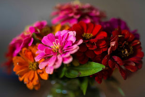 For Lasting Cheer: Preserved & Dried Zinnias