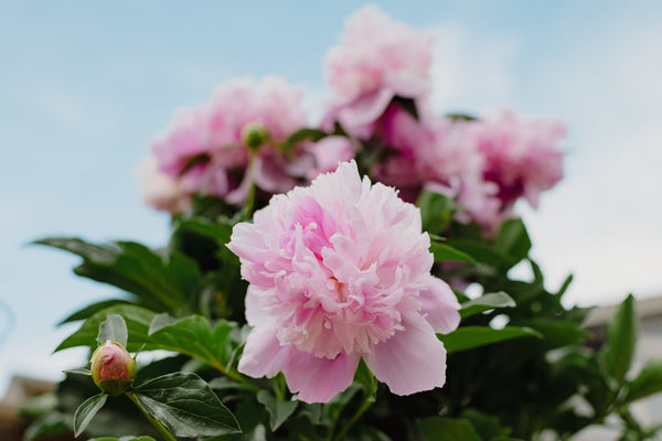 牡丹花的替代品：5种绝美相似花卉