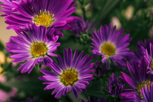 6 Different Aster Flower Types And How To Choose The Best One