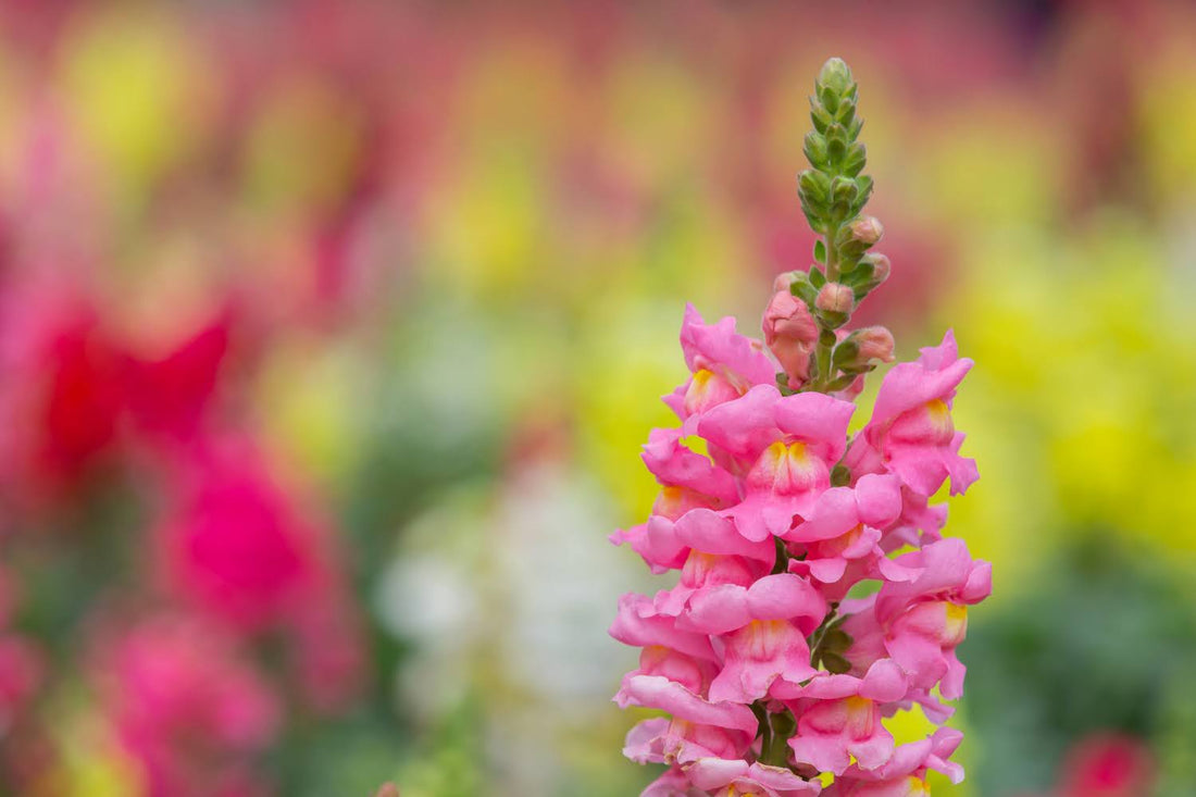 6 Meanings Of Snapdragon Flowers 