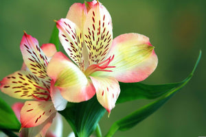 6 Meanings Of The Colours Of Alstroemeria