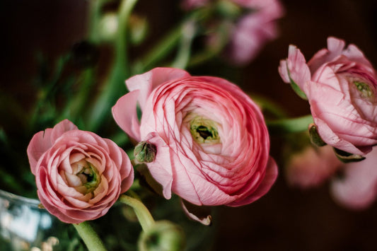 6 Ranunculus Flower Meaning: Discovering Its Charm
