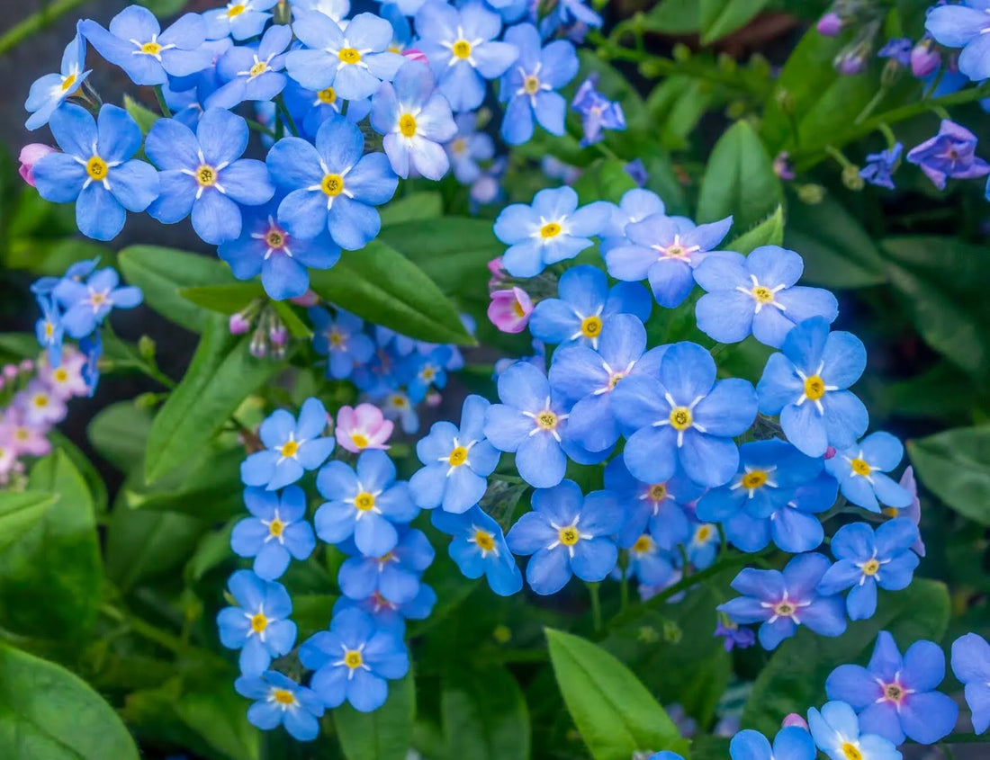 6 Simple Forget Me Not Flower Care Guide For Beginners