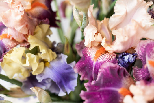 6 Stunning Flowers That Look Like an Iris