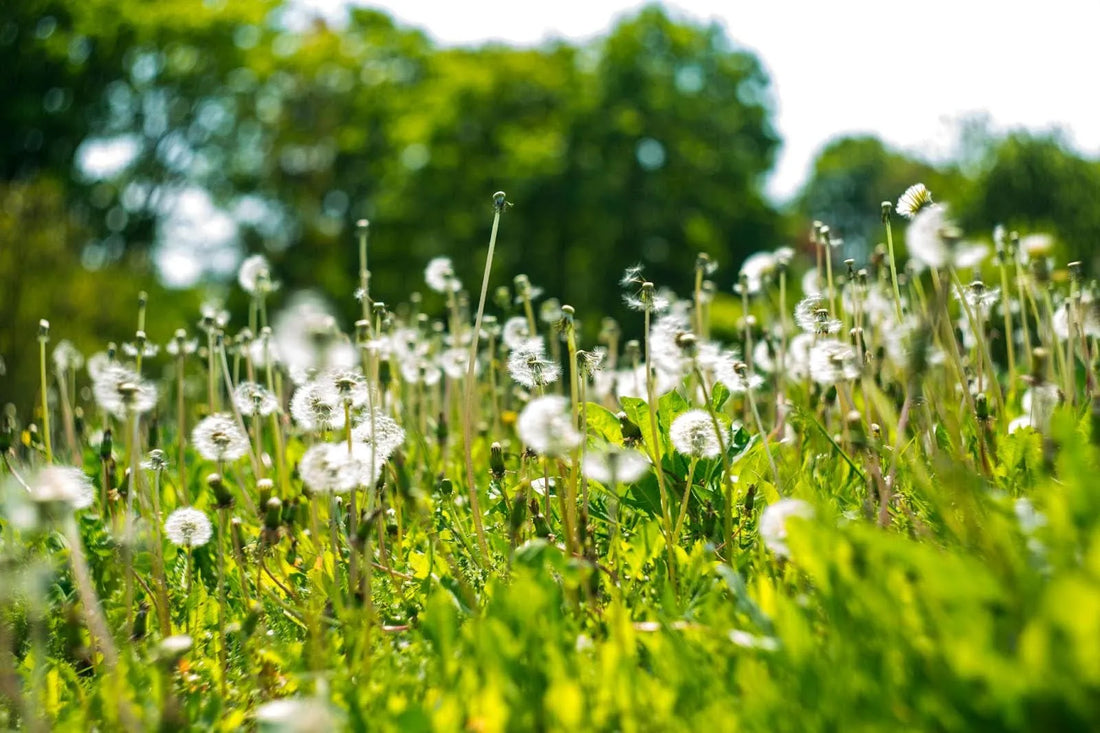 6 Types Of Dandelions For A Beautiful Arrangement