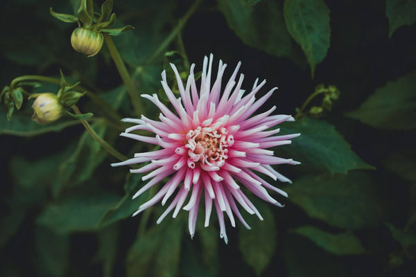 6 Types of Gomphrena Flowers