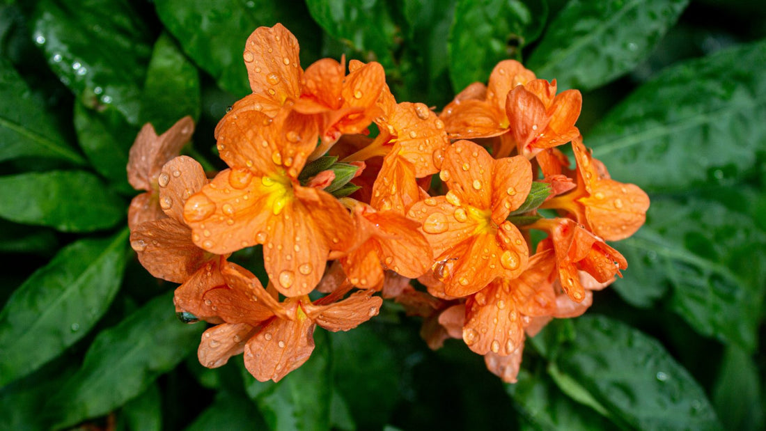 6 Types of Orange Flowers And Their Symbolisms