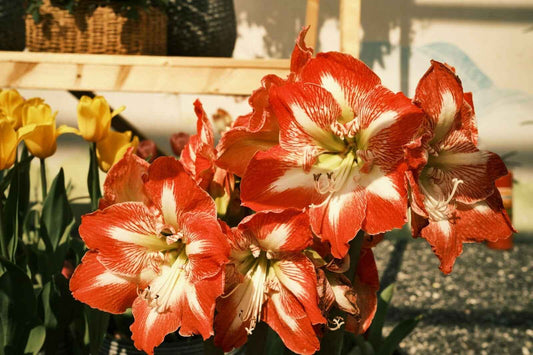 7 Beautiful Flowers That Look Like Amaryllis