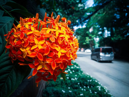 7 Captivating Flowers That Look Like Jasmine