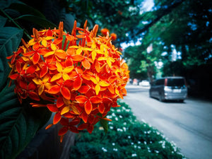 7 Captivating Flowers That Look Like Jasmine