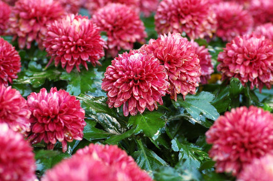 7 Flowers That Look Like Chrysanthemums
