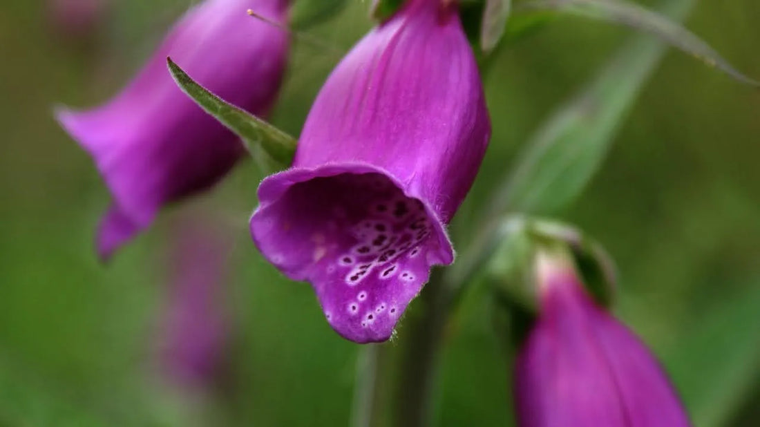 Flowers That Look Like Foxglove And How To Tell Them Apart