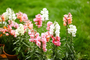 7 Flowers That Look Like Snapdragons