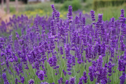 7 Lavender Flowers Meaning: More Than Just a Scent
