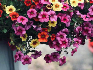 7 Meanings And Symbolisms Of The Petunia Flower Colours
