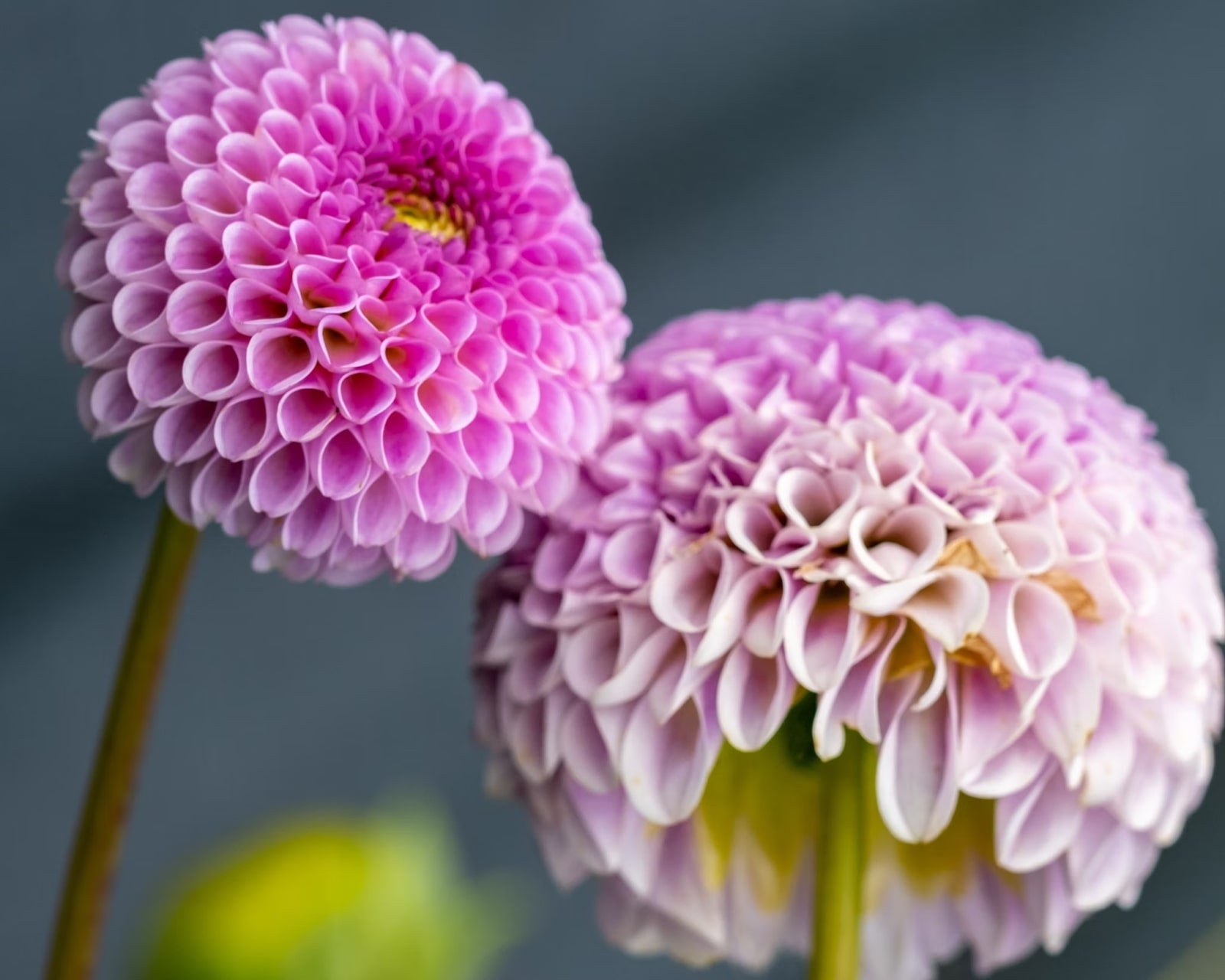Flowers Like Dahlias