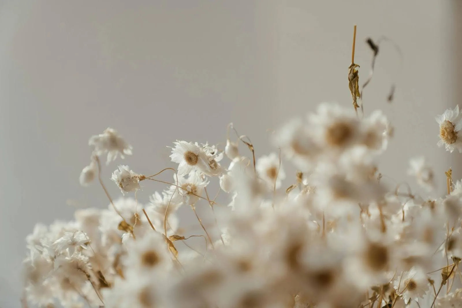 7 Types Of Chamomile Flowers