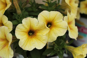 7 Types Of Petunia Flowers Perfect For Every Bouquet