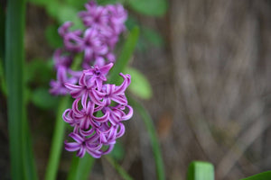 8 Beautiful Flowers That Look Like Hyacinths