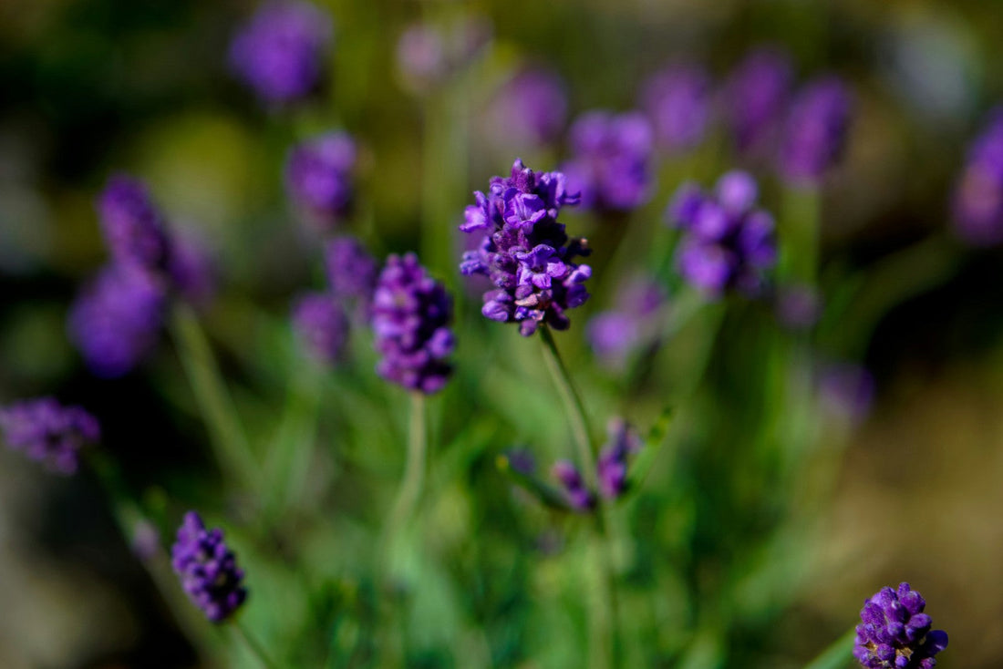 8 Flowers That Go Well With Lavender: A Guide To Perfect Pairings