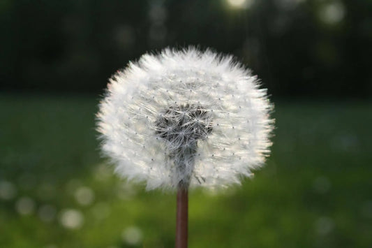 8 Flowers That Look Like A Dandelion