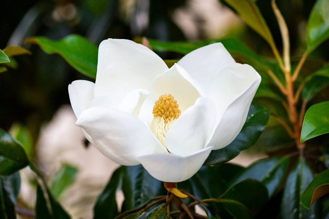 8 Meanings of Magnolia Flowers And Their Colours