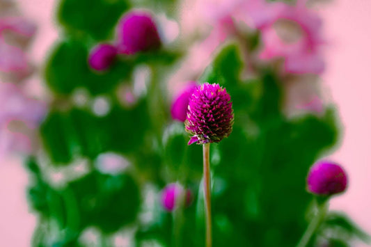8 Types Of Snapdragon Flowers