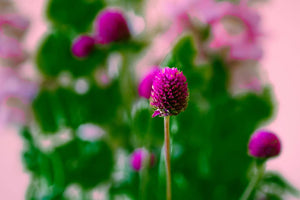 8 Types Of Snapdragon Flowers